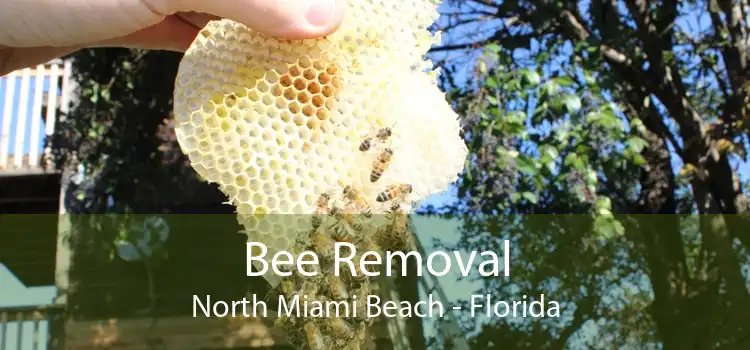 Bee Removal North Miami Beach - Florida