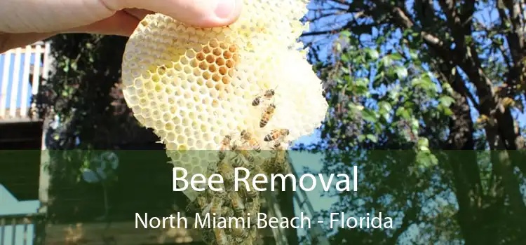 Bee Removal North Miami Beach - Florida
