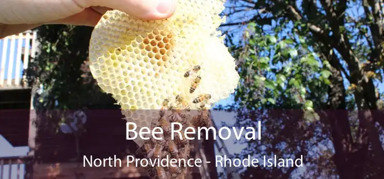 Bee Removal North Providence - Rhode Island