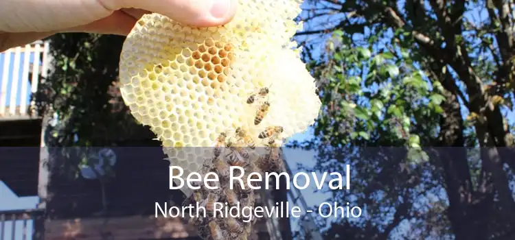 Bee Removal North Ridgeville - Ohio
