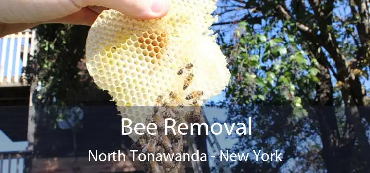 Bee Removal North Tonawanda - New York