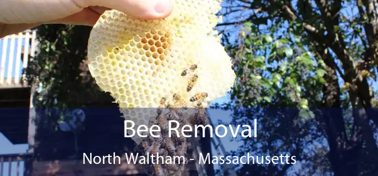 Bee Removal North Waltham - Massachusetts