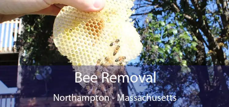 Bee Removal Northampton - Massachusetts