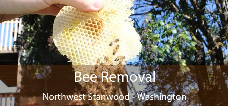 Bee Removal Northwest Stanwood - Washington