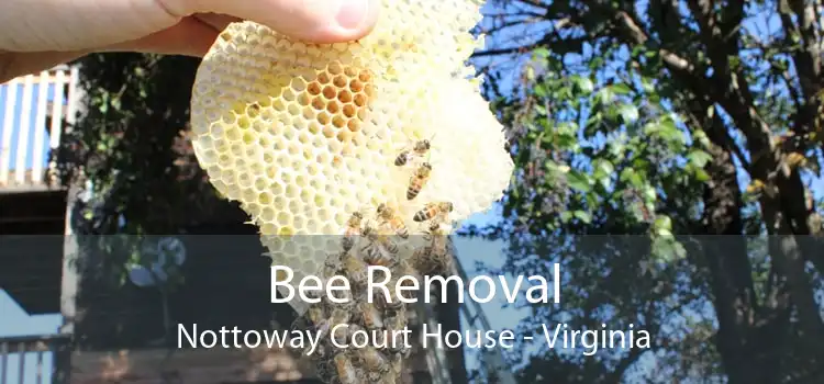 Bee Removal Nottoway Court House - Virginia