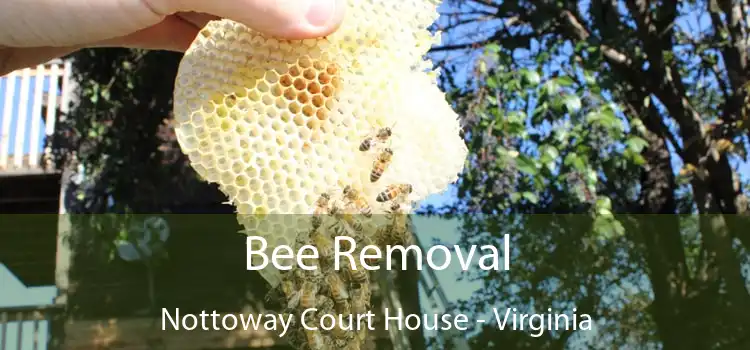 Bee Removal Nottoway Court House - Virginia