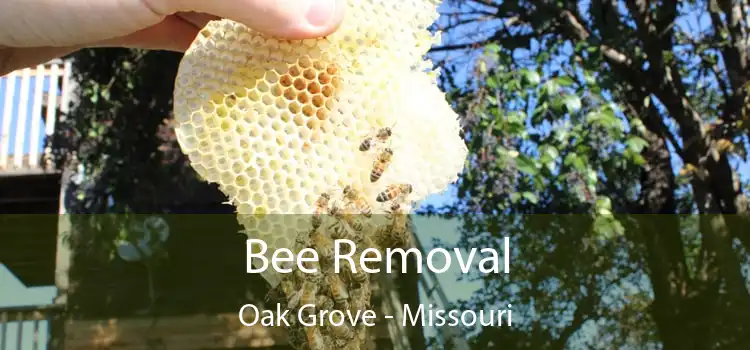 Bee Removal Oak Grove - Missouri