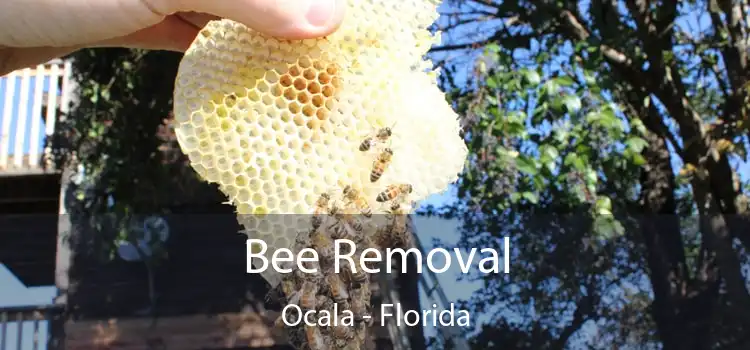 Bee Removal Ocala - Florida