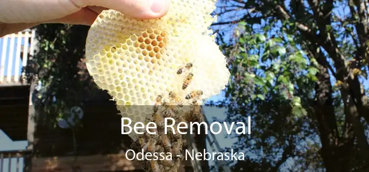 Bee Removal Odessa - Nebraska