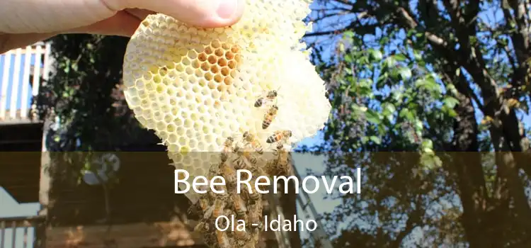 Bee Removal Ola - Idaho