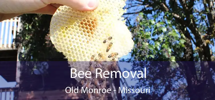 Bee Removal Old Monroe - Missouri