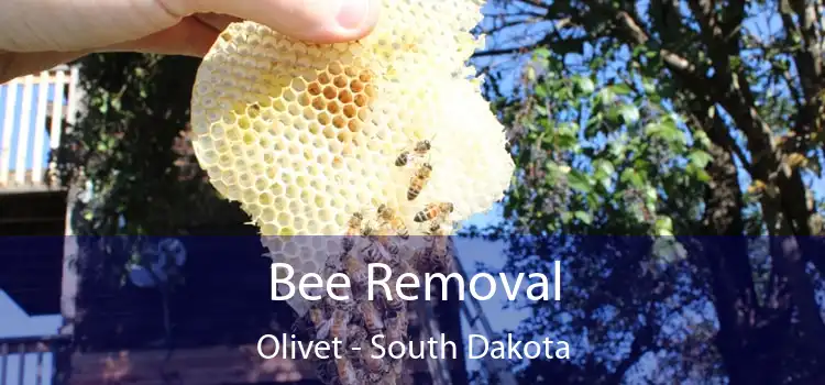 Bee Removal Olivet - South Dakota