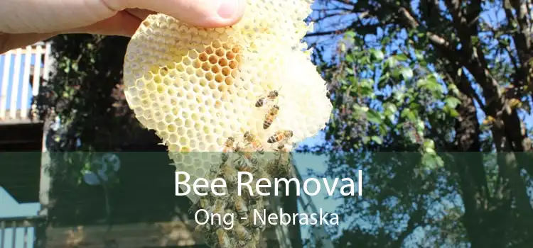 Bee Removal Ong - Nebraska