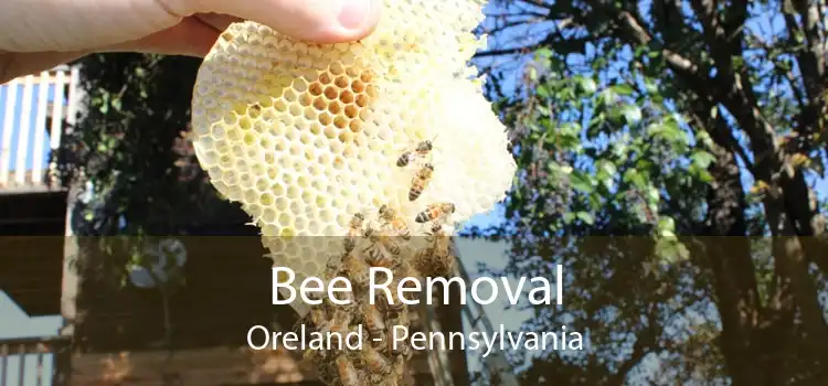 Bee Removal Oreland - Pennsylvania