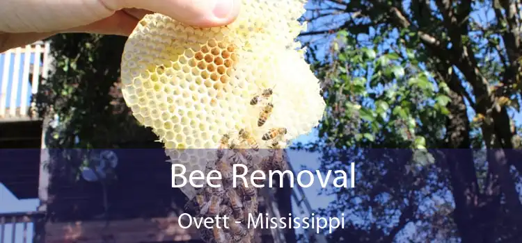 Bee Removal Ovett - Mississippi