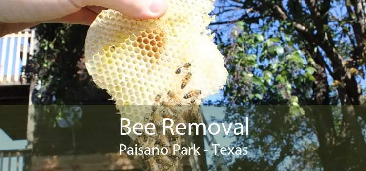 Bee Removal Paisano Park - Texas