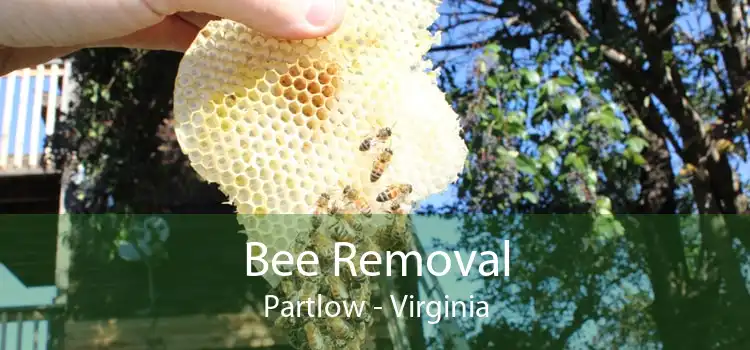 Bee Removal Partlow - Virginia