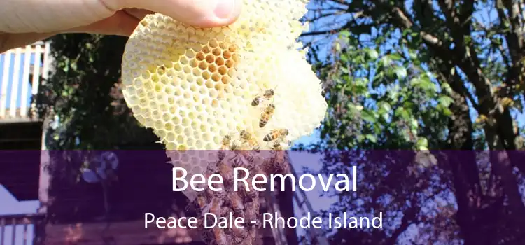 Bee Removal Peace Dale - Rhode Island