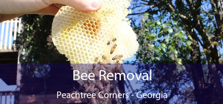 Bee Removal Peachtree Corners - Georgia