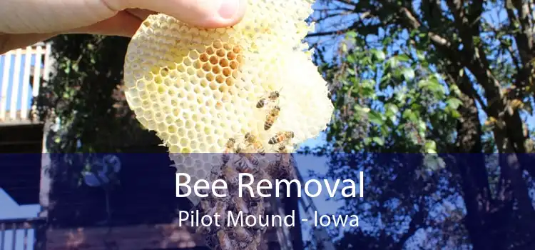 Bee Removal Pilot Mound - Iowa