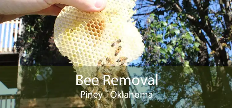 Bee Removal Piney - Oklahoma