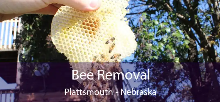 Bee Removal Plattsmouth - Nebraska