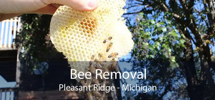 Bee Removal Pleasant Ridge - Michigan