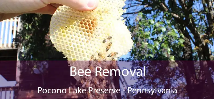 Bee Removal Pocono Lake Preserve - Pennsylvania