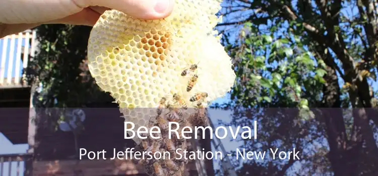 Bee Removal Port Jefferson Station - New York
