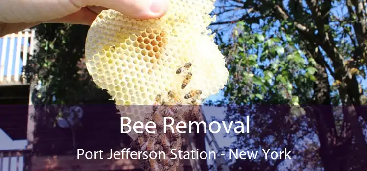 Bee Removal Port Jefferson Station - New York