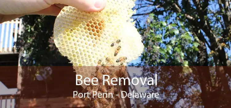 Bee Removal Port Penn - Delaware