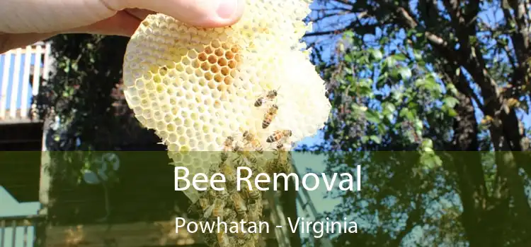 Bee Removal Powhatan - Virginia