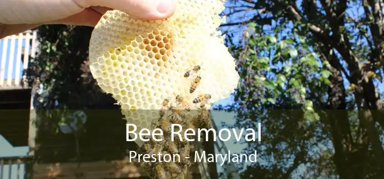 Bee Removal Preston - Maryland