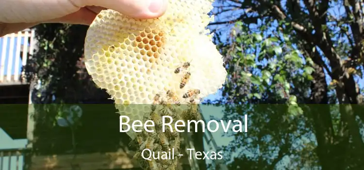Bee Removal Quail - Texas