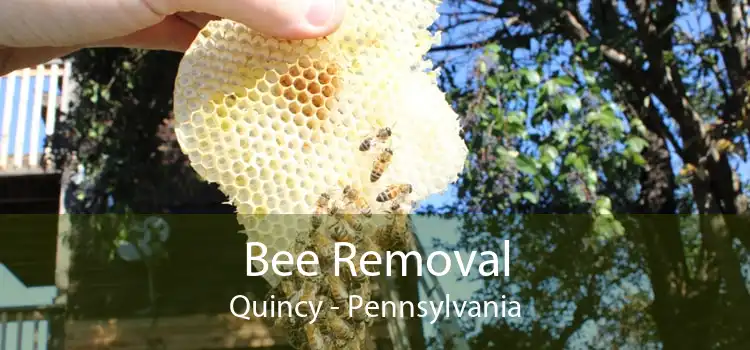Bee Removal Quincy - Pennsylvania