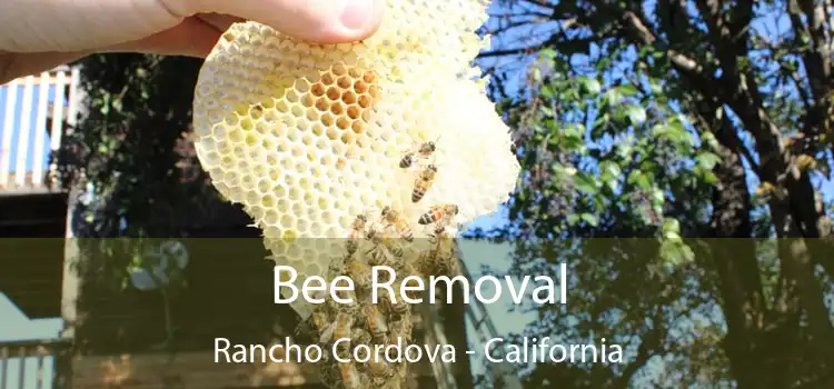 Bee Removal Rancho Cordova - California