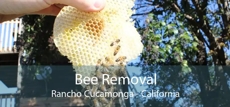 Bee Removal Rancho Cucamonga - California
