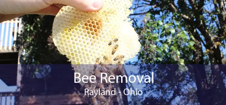 Bee Removal Rayland - Ohio