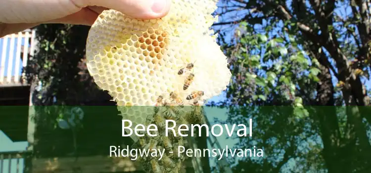 Bee Removal Ridgway - Pennsylvania