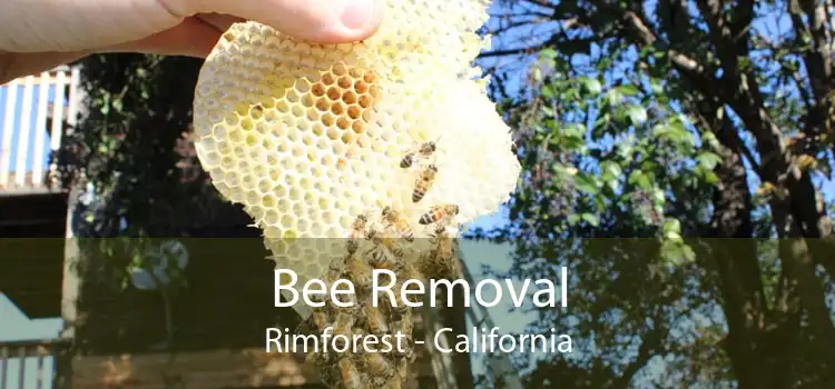 Bee Removal Rimforest - California