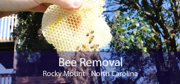 Bee Removal Rocky Mount - North Carolina