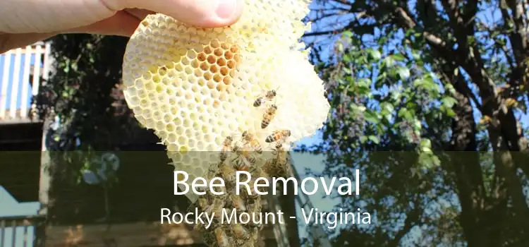 Bee Removal Rocky Mount - Virginia