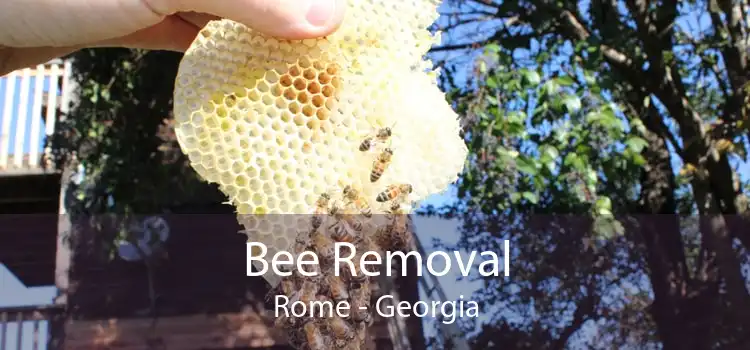 Bee Removal Rome - Georgia