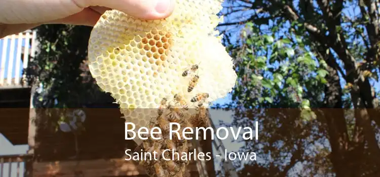 Bee Removal Saint Charles - Iowa