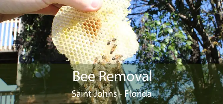 Bee Removal Saint Johns - Florida