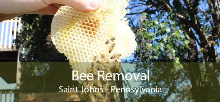Bee Removal Saint Johns - Pennsylvania