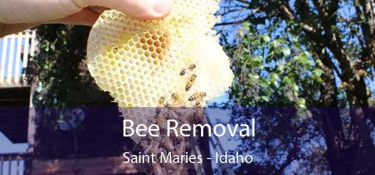 Bee Removal Saint Maries - Idaho