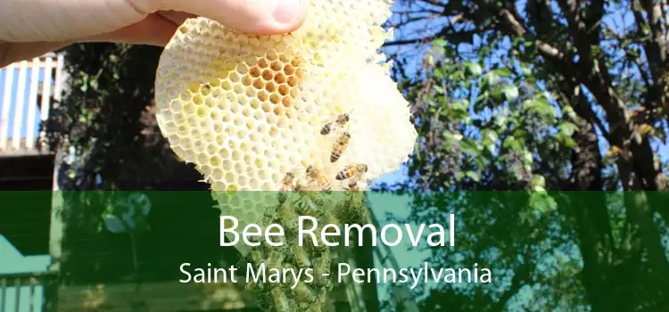Bee Removal Saint Marys - Pennsylvania