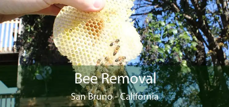 Bee Removal San Bruno - California