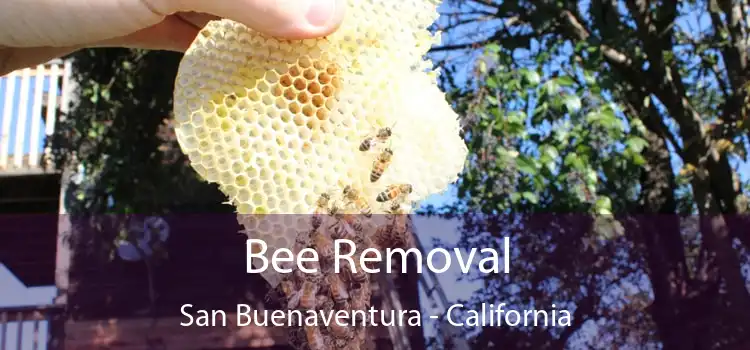 Bee Removal San Buenaventura - California